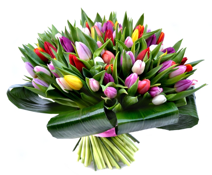 holandské tulipány